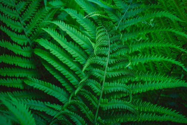 Full frame shot of fern