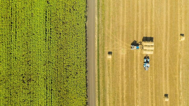 Full frame shot of field