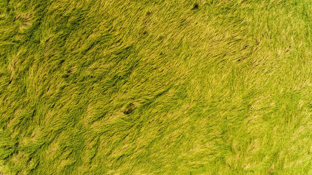 Photo full frame shot of a field