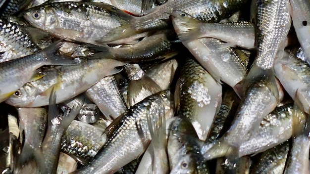 Full frame shot of fish for sale in market