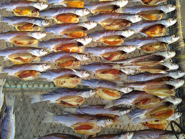 Foto fotografia completa del pesce