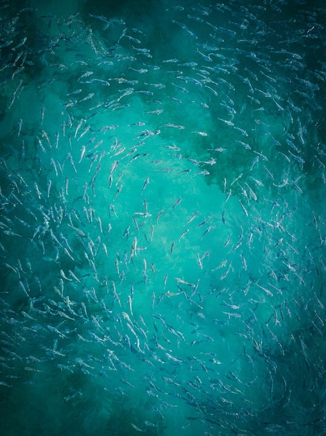 海中魚類的全畫面拍攝