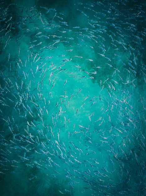 Photo full frame shot of fishes in sea