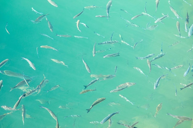 Full frame shot of fishes swimming in sea