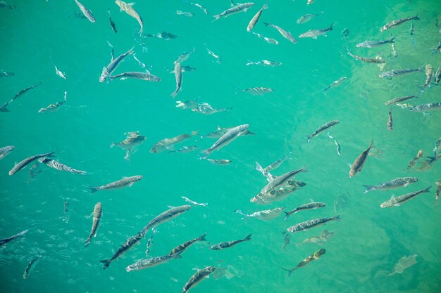 Foto fotografia completa di pesci che nuotano in mare