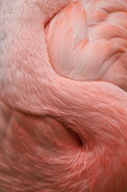 Full frame shot of flamingo