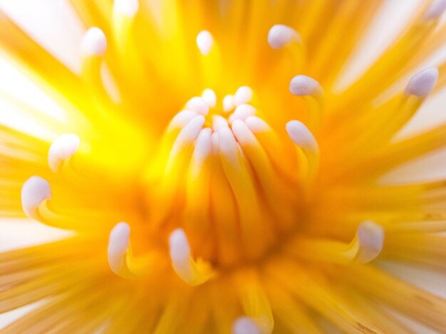 Full frame shot of flower