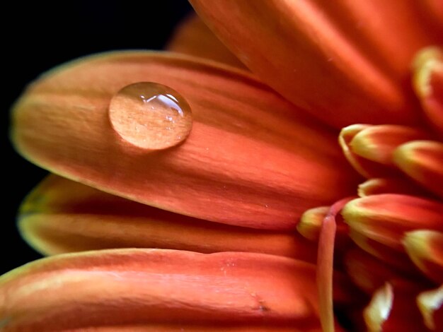 Full frame shot of flower