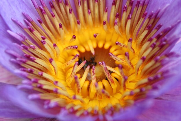 Full frame shot of flower