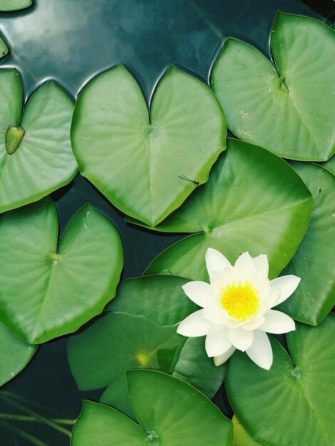 Foto fotografia completa del fiore