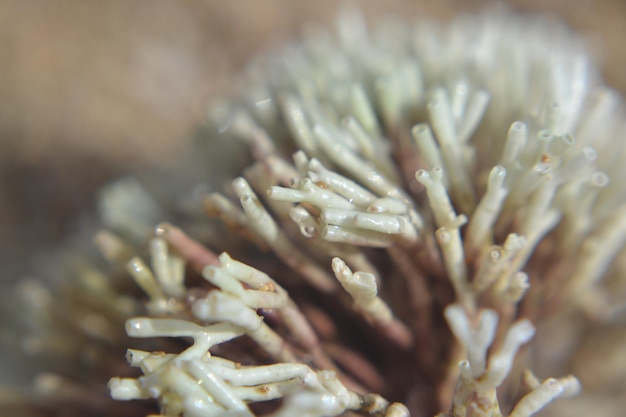 Photo full frame shot of flowering plant in beach puerto rico