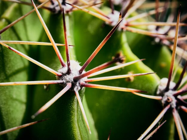 Full frame shot of flowering plant