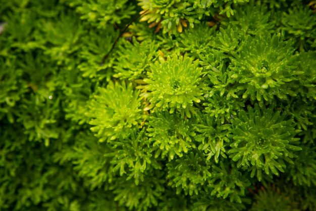 Full frame shot of flowering plant