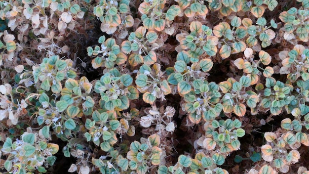 Foto fotografia completa di una pianta a fiori