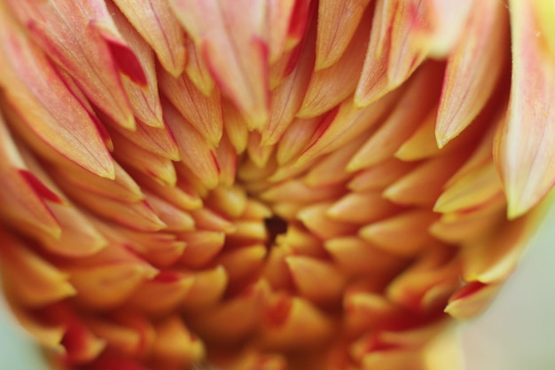 Photo full frame shot of flowering plant