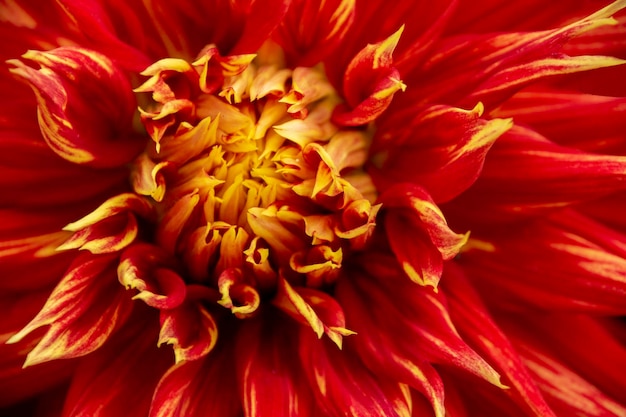 Foto fotografia completa di una pianta a fiori