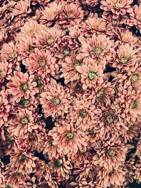 Full frame shot of flowering plant