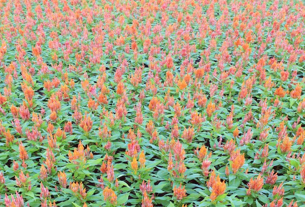 Full frame shot of flowering plants on field