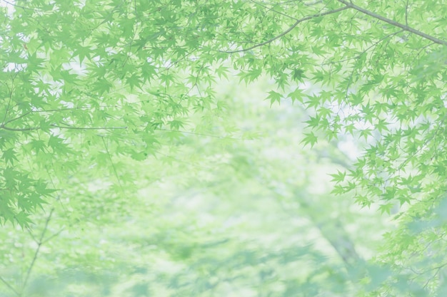 Full frame shot of flowering plants on field