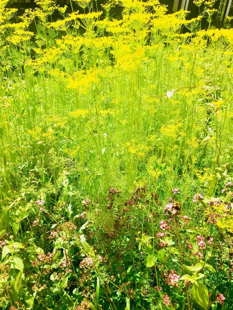 Full frame shot of flowering plants on field