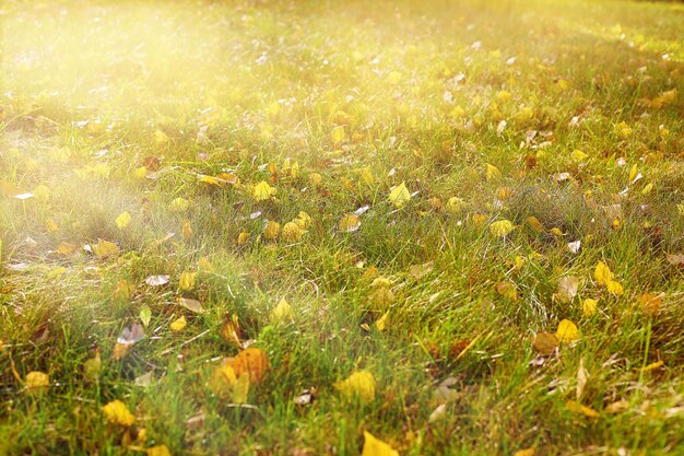 Photo full frame shot of flowering plants on field