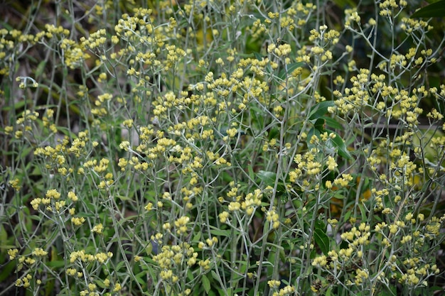 Fotografia completa di piante da fiore sul campo