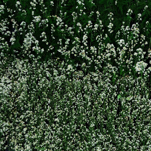 Full frame shot of flowering plants on land