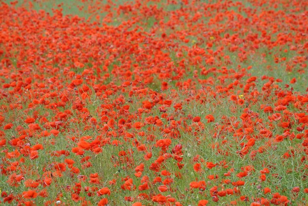 Full frame shot of flowering plants on land