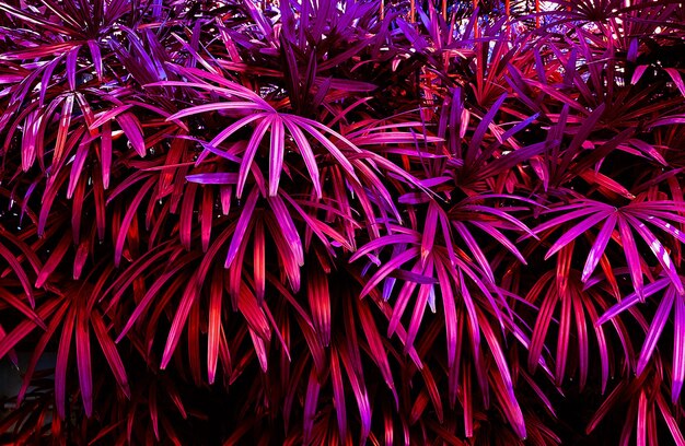 Photo full frame shot of flowering plants at night