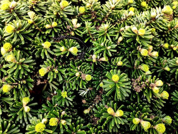 Photo full frame shot of flowering plants