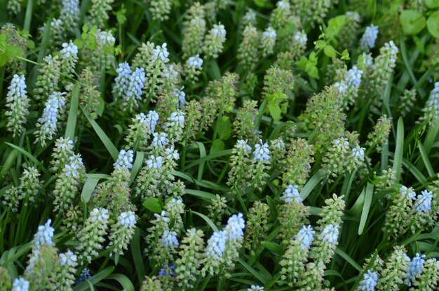 Full frame shot of flowering plants