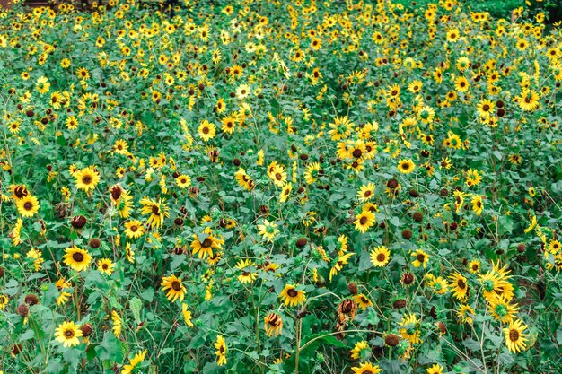 Full frame shot of flowering plants