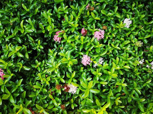 Full frame shot of flowering plants