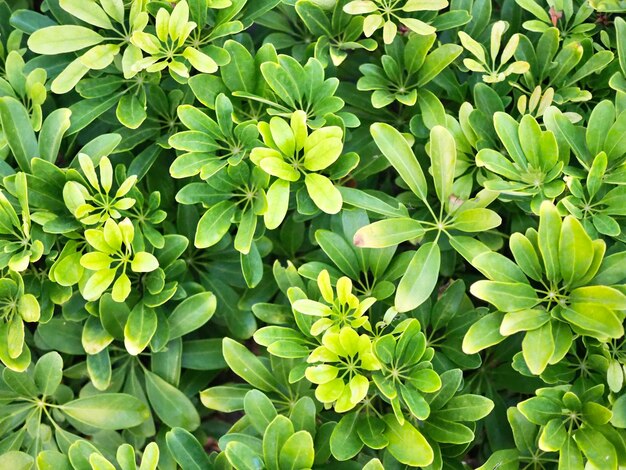 Full frame shot of flowering plants