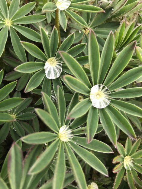 Full frame shot of flowering plants