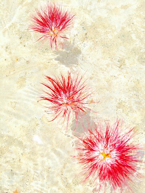 Full frame shot of flowers floating in pond