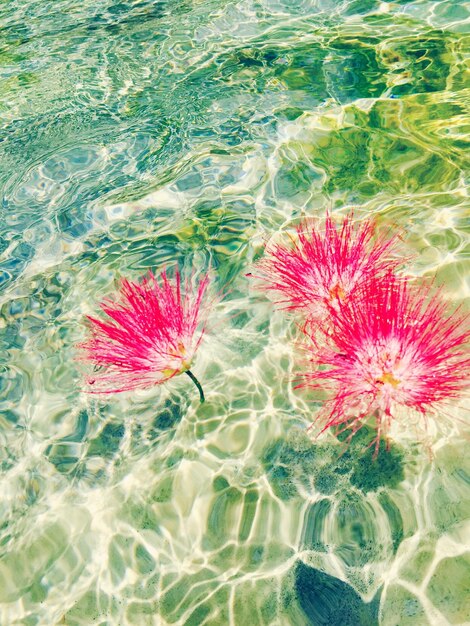 Foto fotografia completa di fiori che galleggiano nello stagno