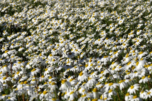 Full frame shot of fresh field