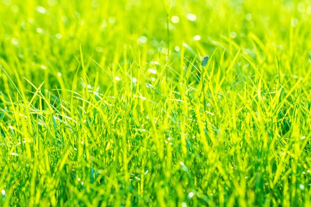 Full frame shot of fresh green field