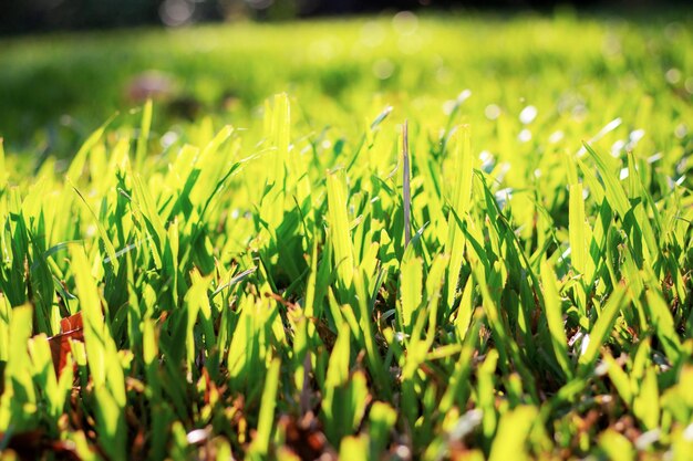 Foto fotografia completa di un campo verde fresco