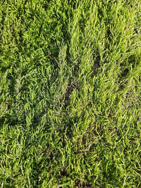 Foto immagine completa di un campo verde fresco