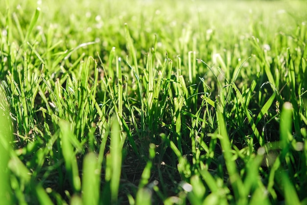 Foto immagine completa di un campo verde fresco