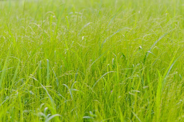 Foto fotografia completa di un campo verde fresco