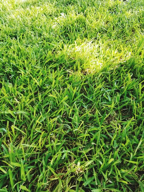 Full frame shot of fresh green field