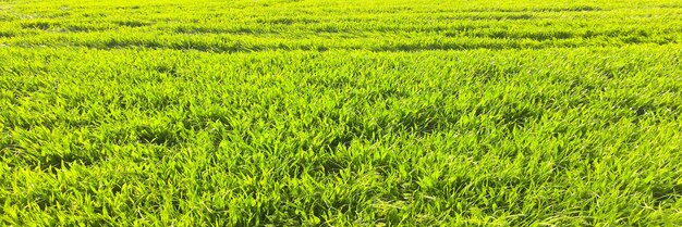 Foto fotografia completa di un campo verde fresco