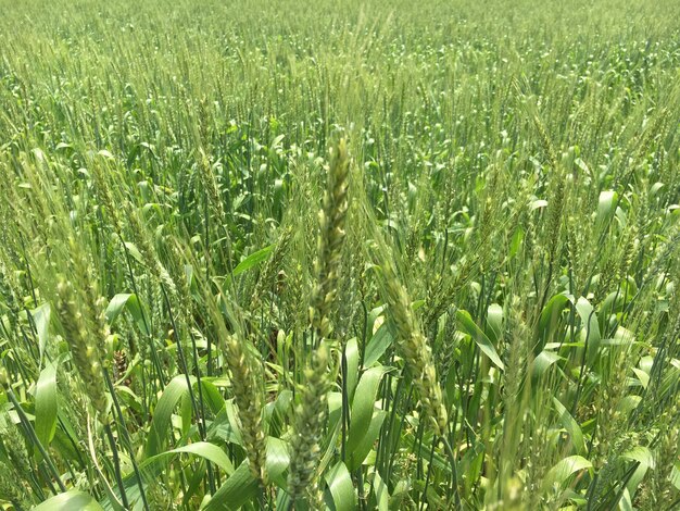 Full frame shot of fresh green field