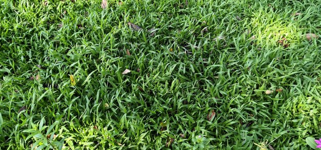 Full frame shot of fresh green field