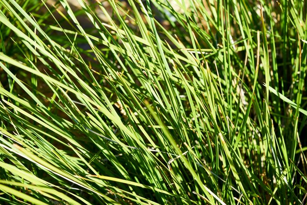 Foto immagine completa di erba verde fresca