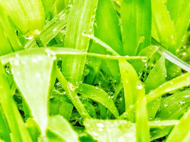 Full frame shot of fresh green grass