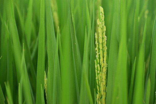 Full frame shot of fresh green grass